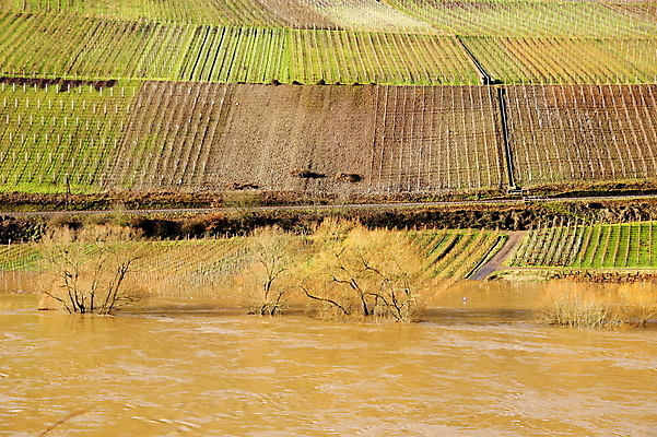 포토 JPG 해외이미지 자연 사람없음 물 홍수 포도밭 해외202004 해외포토 자연요소 밭 자연재해 생태계 파일형식 이미지허브