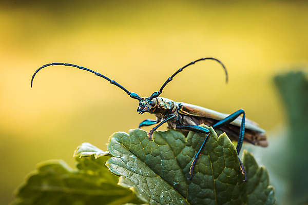 포토 JPG 해외이미지 식물 동물 응시 유럽 야생동물 곤충 백그라운드 잎 자연 생물 뿔 안테나 국립공원 성인 사람없음 야외 초록색 빛 컬러풀 금속 검은색 다양 닫기 벌레 큼 딱정벌레 묘사 해외202004 해외포토 시선 공원 나라 컬러 다수 통신 모션 재질 사람 크기 생태계 파일형식 이미지허브