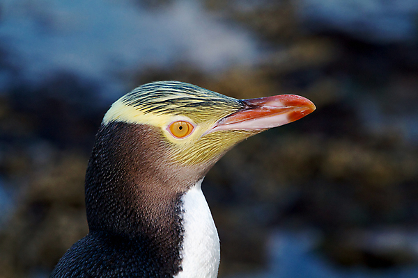 포토 JPG 해외이미지 동물 사람없음 노란색 펭귄 뉴질랜드 해외202004 해외포토 컬러 조류 오세아니아 파일형식 이미지허브