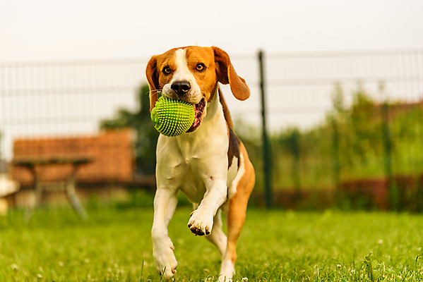 포토 JPG 해외이미지 동물 공원 행복 포즈 밭 공 포유류 자연 털 3 사람없음 야외 초록색 여름 반려동물 달리기 갈색 머리 카메라 우정 입 개 강아지 작음 사냥개 비글 기르기 유래 해외202004 해외포토 계절 공공시설 감정 컬러 농업 모션 신체부위 친구 전자제품 크기 생태계 돌봄 파일형식 이미지허브