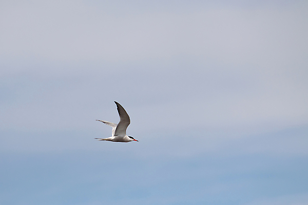포토 JPG 해외이미지 구름 1 행복 백그라운드 날개 자연 갈매기 조류 사람없음 야외 가로 파란색 환경 검은색 자유 깃털 부리 내추럴 해외202004 해외포토 자연요소 동물 감정 컬러 컨셉 생태계 파일형식 이미지허브