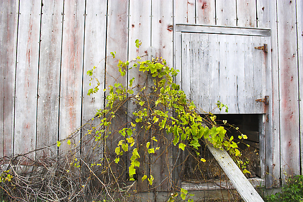 포토 JPG 해외이미지 구름 밭 농업 자연 바람 주택 옥수수 풍경 사람없음 야외 초록색 여름 파란색 농장 노란색 환경 가을 시골 신선 역사 고독 밀 유기농 헛간 외양간 대두 밭일 옛날 파라다이스 판잣집 평야 수평선 해외202004 해외포토 자연요소 웰빙 계절 감정 산업 컬러 날씨 곡류 건물 생태계 저장고 파일형식 이미지허브