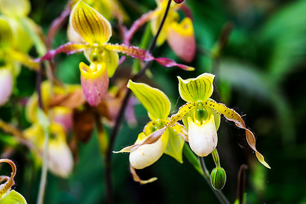 포토 JPG 해외이미지 나무 식물 꽃 백그라운드 잎 밭 자연 벽지 사람없음 초록색 컬러풀 정원 맑음 신선 난초 강렬 해외202004 해외포토 컬러 농업 날씨 생태계 파일형식 이미지허브