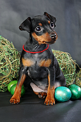 포토 JPG 해외이미지 동물 1 응시 여자 남자 포유류 친절 부활절 실내 사람없음 반려동물 검은색 봄 활발 미니어처 관찰 개 강아지 작음 만족 노려봄 송곳니 기르기 미니 유래 해외202004 해외포토 시선 계절 기념일 감정 컬러 컨셉 모션 표정 사람 내부 모형 치아 크기 돌봄 파일형식 이미지허브