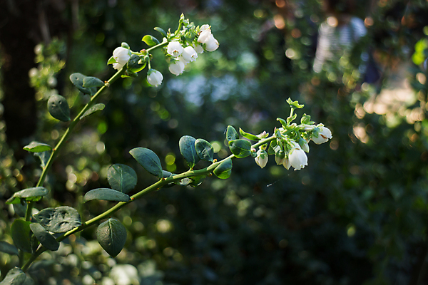 포토 JPG 해외이미지 나무 식물 잡화 계절 열매 음식 잎 농업 다이어트 과일 자연 디저트 건강 사람없음 초록색 파란색 농작물 농장 정원 수확 성장 나뭇가지 시골 신선 달콤 맛 과수원 다발 먹기 묘사 유기농 블루베리 날것 내추럴 채식주의자 해외202004 해외포토 웰빙 산업 컬러 컨셉 모션 생태계 채식 파일형식 이미지허브