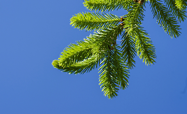 포토 JPG 해외이미지 나무 식물 전통 디자인 계절 백그라운드 크리스마스 자연 휴가 새로움 사람없음 목재 장식 초록색 축제 나뭇가지 축하 신선 숲 상록수 침엽수 전나무 내추럴 가문비나무 해외202004 해외포토 기념일 컬러 컨셉 재료 생태계 파일형식 이미지허브