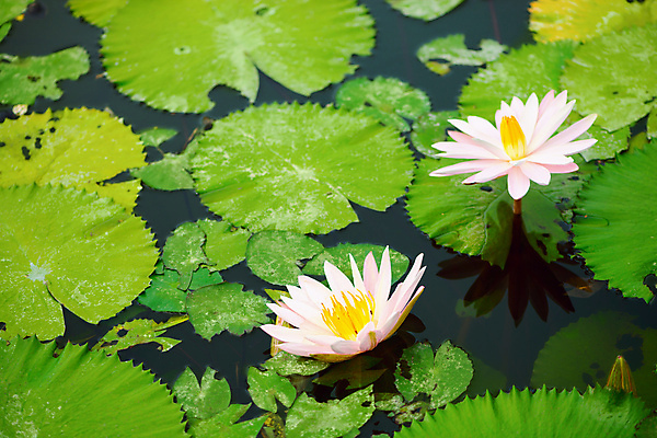 포토 JPG 해외이미지 식물 공원 꽃잎 꽃 호수 분홍색 잎 꽃무늬 자연 표면 휴식 연꽃 동양인 사람없음 초록색 물 여름 강 반사 노란색 환경 정원 봄 벚꽃 흰색 연못 신선 오픈 개화 백합 심볼 내추럴 패드 이국적 해외202004 해외포토 자연요소 계절 공공시설 컬러 컨셉 무늬 인종 생태계 파일형식 이미지허브