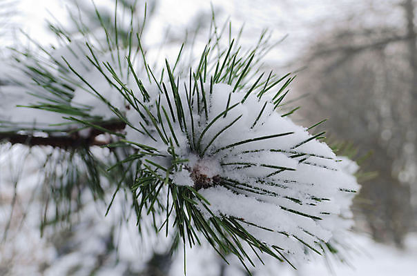 포토 JPG 해외이미지 겨울 날씨 사람없음 초록색 추위 흰색 나뭇가지 소나무 해외202004 해외포토 나무 계절 컬러 파일형식 이미지허브