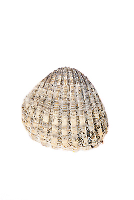 포토 JPG 해외이미지 모양 디자인 야생동물 바다 백그라운드 패턴 자연 조개 생물 연체동물 나선형 해변 사람없음 장식 여름 컬러풀 갈색 껍질 흰색 오브젝트 싱글 질감 기념품 내추럴 고립 해외202004 해외포토 동물 계절 컬러 무늬 어패류 무척추동물 생태계 파일형식 이미지허브