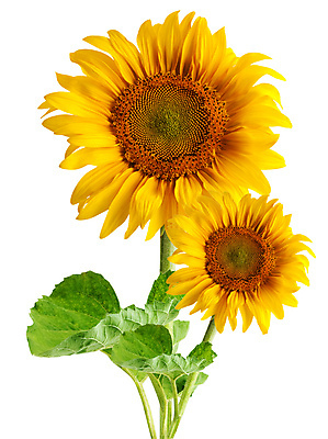 포토 JPG 해외이미지 식물 구름 계절 꽃잎 꽃 줄기 백그라운드 잎 꽃무늬 패턴 농업 자연 하늘 해바라기 프레임 씨앗 사람없음 가로 초록색 여름 햇빛 태양 노란색 머리 우주 봄 활발 흰색 침대 오브젝트 싱글 데이지 문학 고립 세련 해외202004 해외포토 자연요소 산업 컬러 가구 컨셉 무늬 신체부위 생태계 파일형식 이미지허브