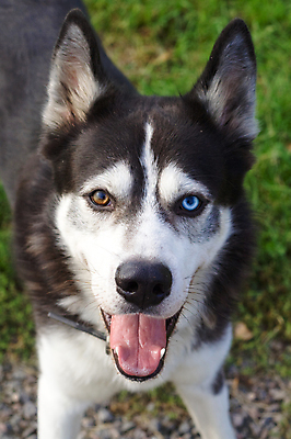 포토 JPG 해외이미지 동물 응시 분홍색 사람없음 초록색 파란색 반려동물 갈색 검은색 흰색 기다림 개 혀 사냥개 귀 주목 해외202004 해외포토 시선 컬러 포유류 모션 신체부위 입 파일형식 이미지허브