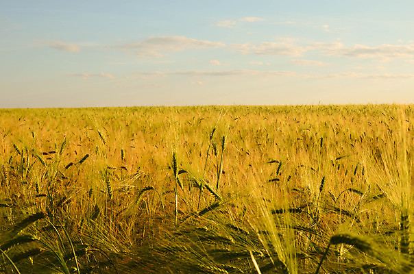 포토 JPG 해외이미지 식물 구름 계절 음식 빵 줄기 백그라운드 밭 농업 자연 하늘 건조 옥수수 씨앗 풍경 사람없음 야외 여름 파란색 빛 농작물 햇빛 태양 농장 농경지 노란색 일출 환경 맑음 수확 성장 시골 황금 낟알 땅 시리얼 밀 보리 귀 장면 밀짚 숙성 호밀 수평선 해외202004 해외포토 자연요소 산업 컬러 날씨 곡류 신체부위 노을 짚 생태계 파일형식 이미지허브