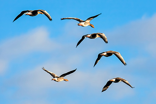 포토 JPG 해외이미지 구름 영어 야생동물 겨울 날개 오렌지 자연 조류 하늘 영국 잉글랜드 사람없음 가로 파란색 회색 흰색 그룹 역사 큼 6 깃털 거위 물새 남쪽 내추럴 구성 동물상 해외202004 해외포토 자연요소 동물 문자 계절 유럽 컬러 과일 조형물 숫자 크기 방향 생태계 파일형식 이미지허브