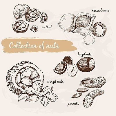 EPS 해외이미지 음식 과일 일러스트 요리 그래픽 세트 견과류 껍질 맛 낙서 스케치 수집 피부 그림 호두 찌르기 다리찢기 수목 헤이즐넛 해외202004 해외일러스트 컨셉 모션 미술 신체부위 파일형식 벡터 이미지허브