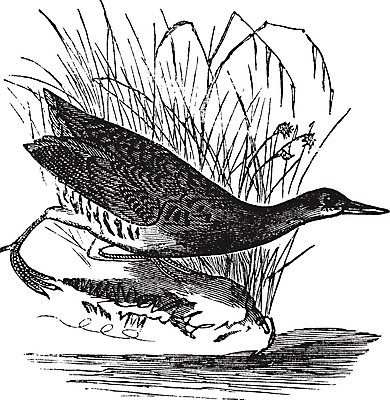 EPS 해외이미지 동물 척추동물 디자인 야생동물 일러스트 자연 조류 생물 미술 사람없음 야외 물 검은색 골동품 흰색 왕 스케치 깃털 그림 생물학 부리 판화 물새 내추럴 동물상 옛날 해외202004 해외일러스트 자연요소 교육 컬러 문화예술 조형물 생태계 파일형식 벡터 이미지허브