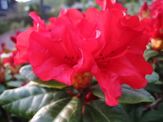 포토 JPG 해외이미지 나무 식물 꽃 자연 하늘 산 노르웨이 사람없음 빨간색 초록색 태양 봄 회색 흰색 해외202004 해외포토 자연요소 계절 유럽 컬러 생태계 파일형식 이미지허브