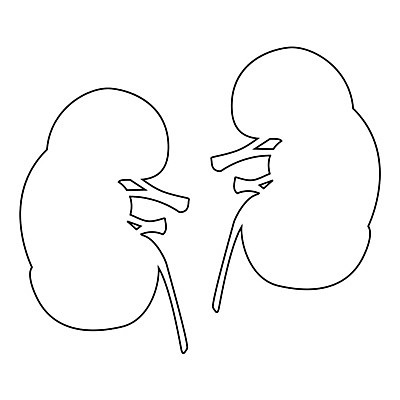 EPS 해외이미지 과학 신체 일러스트 해부 건강 사람 내부 약 오르간 신장 심볼 사인 생물학 시스템 정맥 고립 해외202004 해외일러스트 교육 의학 건반악기 비뇨기관 혈관 파일형식 벡터 악기 건반 장기 음악 문화예술 이미지허브