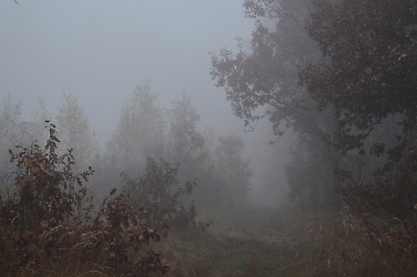 포토 JPG 해외이미지 나무 계절 길 잎 자연 아침 날씨 그림자 풍경 사람없음 파란색 빛 검은색 어둠 안개 가을 야간 저녁 숲 신비 공상 마법 땅바닥 뿌연 해외202004 해외포토 주간 자연요소 식물 컬러 컨셉 바닥 생태계 파일형식 이미지허브