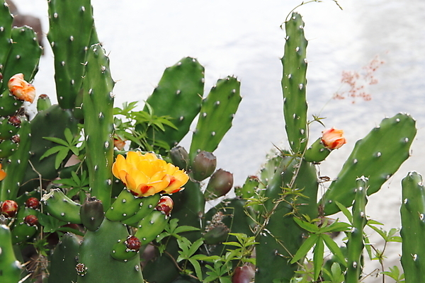 포토 JPG 해외이미지 나무 식물 꽃 음식 백그라운드 꽃무늬 과일 자연 하늘 선인장 풍경 사람없음 빨간색 초록색 물 여름 컬러풀 태양 노란색 정원 사막 벚꽃 흰색 개화 가시 인도인 참치 먹기 날카로움 무화과 고립 숙성 식용 이국적 해외202004 해외포토 자연요소 외국인 계절 컬러 무늬 모션 어류 동양인 생태계 파일형식 이미지허브