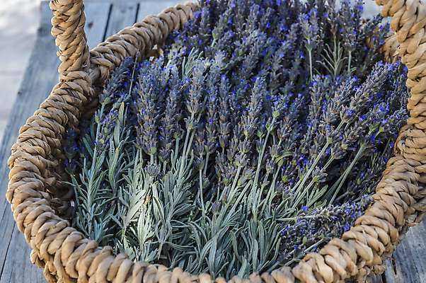 포토 JPG 해외이미지 식물 꽃 꽃다발 꽃무늬 밭 사람없음 야외 파란색 컬러풀 바구니 보라색 일몰 봄 시골 다발 제비꽃 질감 향기 아로마테라피 라벤더 라일락 내추럴 해외202004 해외포토 계절 컬러 무늬 농업 노을 허브 냄새 테라피 파일형식 이미지허브