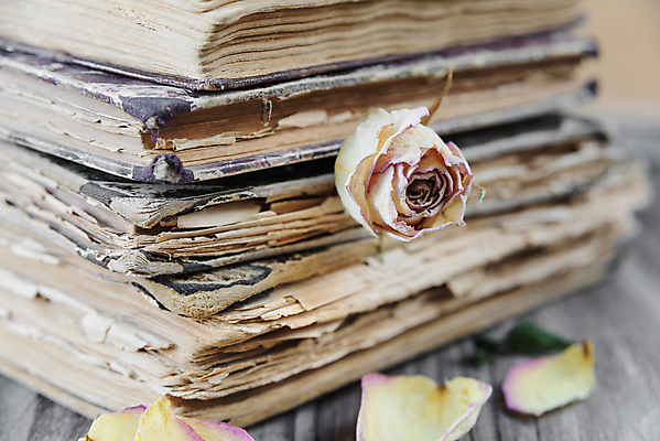 포토 JPG 해외이미지 식물 꽃잎 꽃 종이 백그라운드 컨셉 자연 아이디어 건조 사람없음 목재 책 독서 장미 갈색 쌓기 다이어리 어둠 손상 추위 수확 골동품 덮개 시간 거친 영혼 역사 볼륨 향수 싱글 복고 과거 문학 양장본 구식 세피아 옛날 방식 해외202004 해외포토 나무 컬러 농업 재료 모션 촬영기법 사무용품 화장품 뚜껑 생태계 파일형식 이미지허브