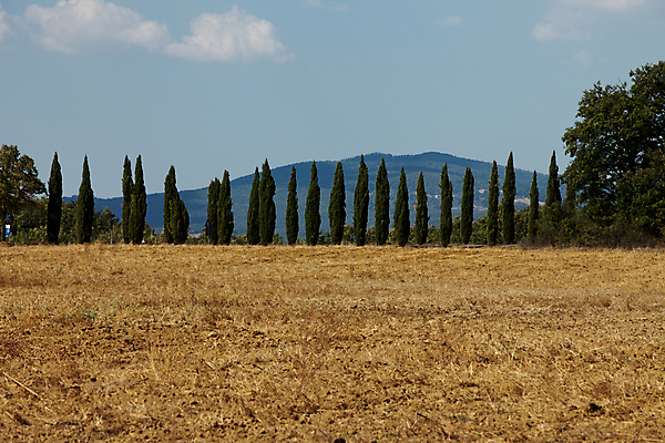 포토 JPG 해외이미지 나무 유럽 도로 밭 농업 자연 풍경 사람없음 여름 평화 환경 고요 이탈리아 달력 성장 가을 시골 언덕 그림 포도밭 땅바닥 시에나 토스카나 수평선 해외202004 해외포토 식물 계절 나라 산업 길 컨셉 교통시설 바닥 생태계 파일형식 이미지허브