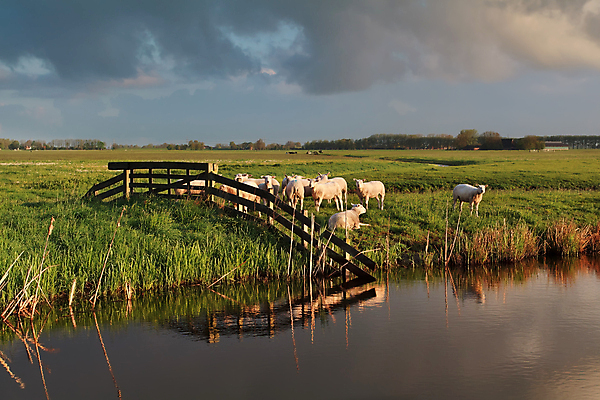 포토 JPG 해외이미지 동물 구름 계절 자연 하늘 표면 아침 풍경 사람없음 초록색 물 여름 울타리 강 햇빛 농경지 반사 맑음 가축 흰색 시골 양 네덜란드 운하 찰과상 목가 해외202004 해외포토 주간 자연요소 유럽 컬러 포유류 날씨 담장 태양 농장 상처 생태계 파일형식 이미지허브