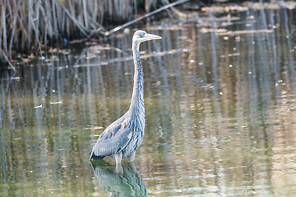 포토 JPG 해외이미지 동물 한마리 야생동물 자연 조류 낚시 사람없음 야외 가로 물 컬러풀 사진촬영 연못 왜가리 부리 물새 해외202004 해외포토 자연요소 1 컬러 레저 촬영 생태계 파일형식 이미지허브