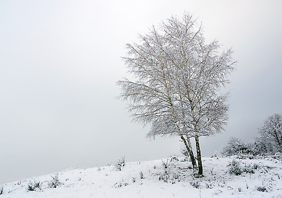 포토 JPG 해외이미지 주간 나무 겨울 자연 사람없음 야외 흐림 겨울풍경 해외202004 눈덮임 해외포토 자연요소 식물 계절 컨셉 날씨 풍경 생태계 파일형식 이미지허브