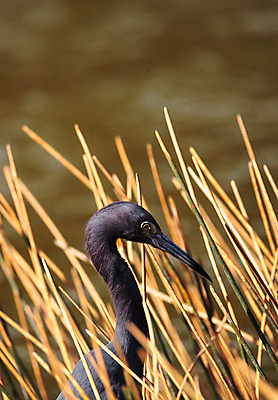 포토 JPG 해외이미지 날개 자연 조류 사람없음 수영 연못 황무지 습지 왜가리 깃털 부리 물새 플로리다 해외202004 해외포토 동물 미국 수상스포츠 생태계 파일형식 이미지허브