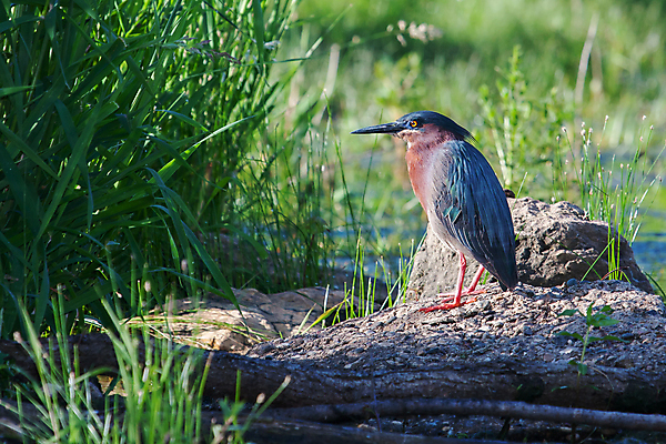포토 JPG 해외이미지 동물 공원 호수 야생동물 날개 자연 조류 사람없음 세로 초록색 물 정원 나뭇가지 연못 콜롬비아 왜가리 깃털 부리 통나무 지역 동쪽 내추럴 해외202004 해외포토 자연요소 나무 공공시설 컬러 남아메리카 방향 생태계 파일형식 이미지허브