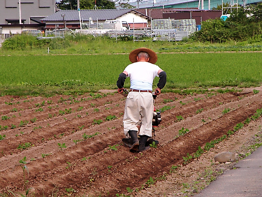 포토 JPG 해외이미지 식물 아시아 문화 지구 여행 밭 농업 채소 자연 노동자 사람 동양인 사람없음 야외 초록색 농장 마을 정원 일본 시골 업무 농부 시리얼 내추럴 해외202004 해외포토 직업 나라 산업 음식 컬러 인종 작업 생태계 파일형식 이미지허브