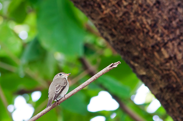 포토 JPG 해외이미지 1 섬 백그라운드 잎 날개 자연 조류 종류 손바닥 사람없음 가로 초록색 갈색 노란색 머리 검은색 황무지 깃털 호기심 싱글 꼬리 부리 보케 내추럴 발톱 블러 해외202004 해외포토 식물 동물 손 감정 컬러 컨셉 발 신체부위 생태계 파일형식 이미지허브