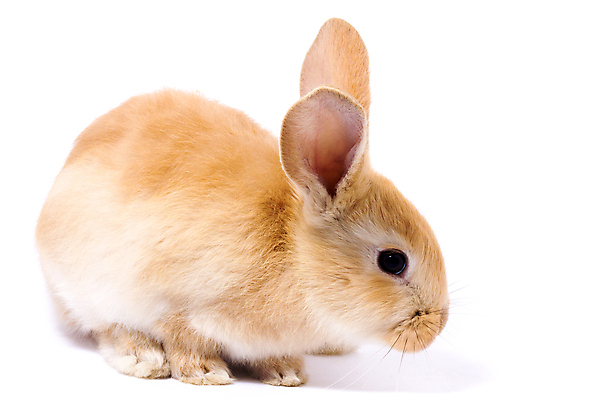 포토 JPG 해외이미지 한마리 부활절 사람없음 반려동물 귀여움 가축 토끼 흰배경 귀 해외포토 동물 1 기념일 백그라운드 컨셉 포유류 신체부위 흰색 파일형식 이미지허브