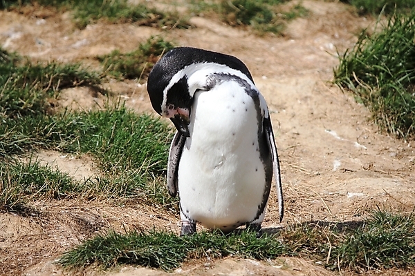포토 JPG 해외이미지 동물 야생동물 바다 이동 컨셉 자연 사람없음 글로벌 얼음 프랑스 변화 구출 위험 펭귄 생태학 생존 해외202004 해외포토 자연요소 교육 유럽 조류 도움 생태계 파일형식 이미지허브