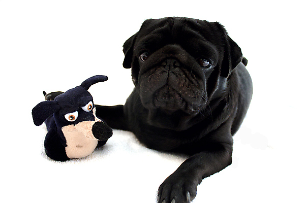 포토 JPG 해외이미지 동물 얼굴 백그라운드 앉기 사람없음 반려동물 장난감 검은색 우정 젖음 흰색 주름 개 코 슛 송곳니 고립 기르기 신앙심 해외202004 해외포토 컬러 포유류 모션 신체부위 친구 치아 돌봄 파일형식 이미지허브