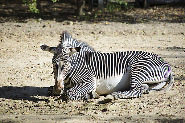 포토 JPG 해외이미지 동물 디자인 공원 야생동물 여행 백그라운드 패턴 포유류 아프리카 자연 초식동물 털 동물원 사람없음 야외 걷기 환경 검은색 침묵 줄무늬 다양 게임 흰색 황무지 우아함 보호 인쇄 사파리 묘사 생물학 얼룩말 내추럴 동물상 생태학 소셜 웅장함 초식 특별함 해외202004 해외포토 공공시설 교육 나라 컬러 다수 컨셉 무늬 모션 놀이 조형물 소리 말_동물 생태계 파일형식 이미지허브