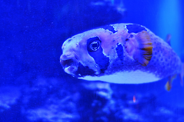 포토 JPG 해외이미지 식물 야생동물 바다 백그라운드 자연 어류 풍경 사람없음 초록색 물 파란색 컬러풀 세계 바닷속 수중 줄무늬 거품 투명 해조류 산호 큼 장어 꼬리 상어 암초 수족관 석호 스펀지 내추럴 광 깊이 소금물 평야 해외202004 해외포토 자연요소 동물 컬러 무늬 수중동물 해양식물 자포동물 크기 생태계 파일형식 이미지허브