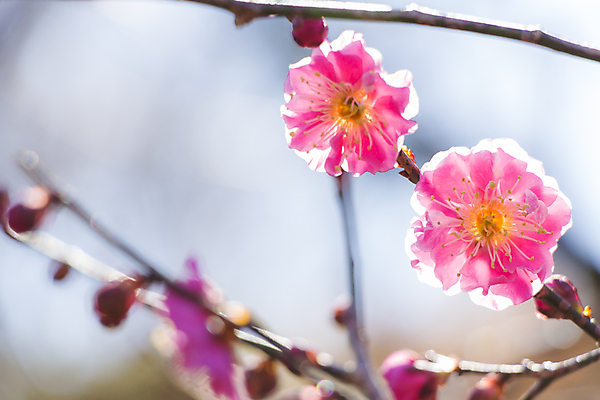 포토 JPG 해외이미지 식물 계절 꽃잎 꽃 분홍색 백그라운드 꽃무늬 자연 하늘 새로움 사람없음 빨간색 파란색 우주 정원 일본 봄 활발 벚꽃 나뭇가지 신선 개화 과수원 묘사 부드러움 내추럴 해외202004 해외포토 나무 아시아 컬러 컨셉 무늬 농업 감각 생태계 파일형식 이미지허브