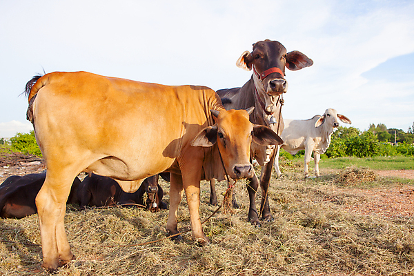 포토 JPG 해외이미지 동물 남자 밭 포유류 태국 여러명 사람없음 야외 농장 가축 목장 시골 소 해외202004 해외포토 아시아 다수 농업 사람 파일형식 이미지허브