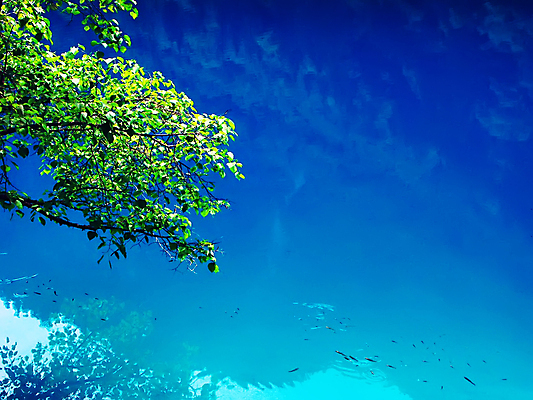 포토 JPG 해외이미지 나무 아시아 여행 어류 사람없음 물 파란색 중국 침묵 해외202004 해외포토 자연요소 식물 나라 컬러 수중동물 소리 파일형식 이미지허브