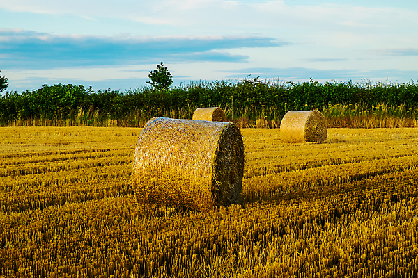 포토 JPG 해외이미지 계절 밭 농업 자연 하늘 사람없음 야외 여름 농작물 농장 일몰 수확 가을 황금 볏짚 저녁 낟알 뭉치 밀짚 밭일 해외202004 해외포토 산업 노을 짚 야간 생태계 파일형식 이미지허브