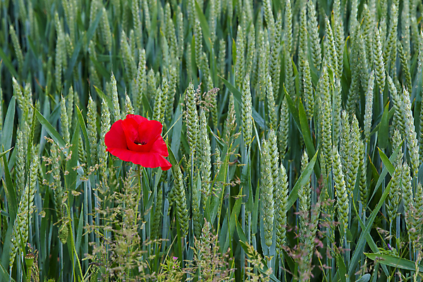 포토 JPG 해외이미지 꽃 밭 자연 잉글랜드 사람없음 빨간색 농작물 검은색 들꽃 시골 밀 양귀비 추모 사우스다운스 해외202004 해외포토 식물 컬러 농업 영국 곡류 생태계 파일형식 이미지허브