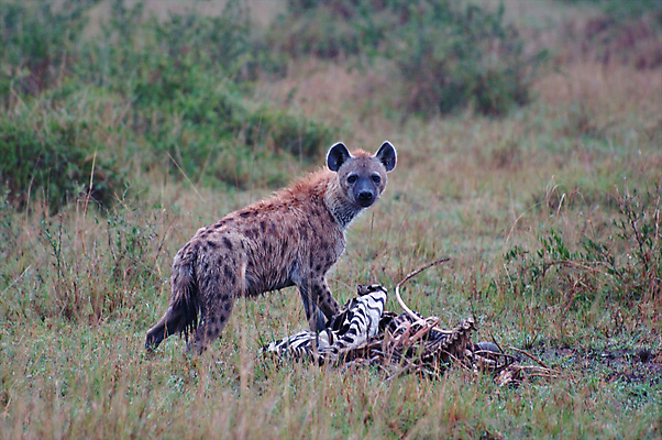 포토 JPG 해외이미지 동물 응시 야생동물 여행 밭 포유류 아프리카 자연 조류 산 서기 풍경 사람없음 옆모습 가로 파란색 노란색 점 황무지 개 먹기 사파리 육식동물 분화구 송곳니 가젤 사바나 수유 열대기후 탄자니아 평야 수평선 해외202004 해외포토 시선 나라 뷰포인트 컬러 농업 모션 치아 생태계 화산 파일형식 이미지허브