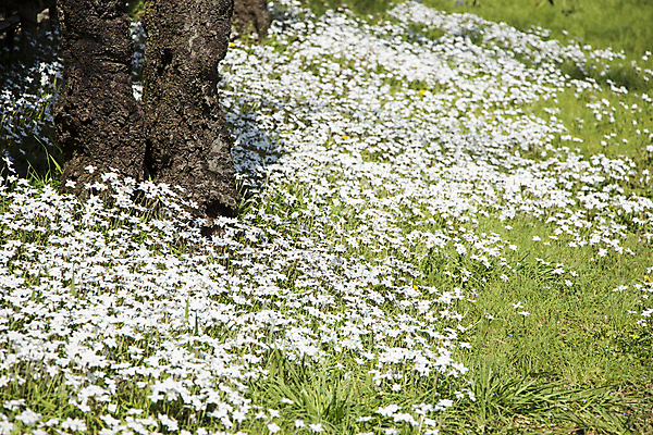 포토 JPG 해외이미지 나무 식물 계절 꽃잎 꽃 꽃다발 백그라운드 잎 꽃무늬 밭 자연 선물 사랑 사람없음 야외 장식 초록색 새싹 정원 봄 활발 벚꽃 흰색 축하 신선 개화 우아함 다발 배열 꽃집 묘사 향기 심플 내추럴 칼라꽃 해외202004 해외포토 감정 컬러 컨셉 무늬 농업 상점 생태계 냄새 파일형식 이미지허브
