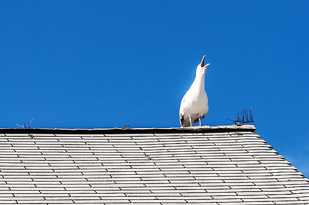 포토 JPG 해외이미지 동물 야생동물 백그라운드 자연 갈매기 조류 하늘 사람없음 야외 파란색 흰색 비행 장면 고립 해외202004 해외포토 컬러 생태계 파일형식 이미지허브
