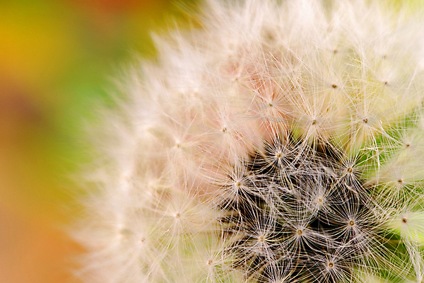 포토 JPG 해외이미지 식물 꽃잎 꽃 자연 추상 씨앗 사람없음 야외 컬러풀 정원 봄 들꽃 벚꽃 개화 민들레 원예 솜털 해외202004 해외포토 계절 컬러 무늬 취미 생태계 파일형식 이미지허브