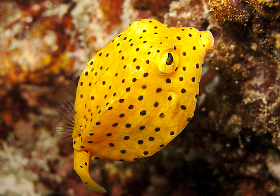 포토 JPG 해외이미지 야생동물 바다 여행 학교 모션 자연 휴가 어류 풍경 사람없음 야외 파란색 노란색 바닷속 수중 물방울 아래 생물학 지느러미 내추럴 깊이 동물상 생태학 침몰 많음 해외202004 해외포토 동물 교육 컬러 컨셉 조형물 수중동물 방향 생태계 위치 파일형식 이미지허브