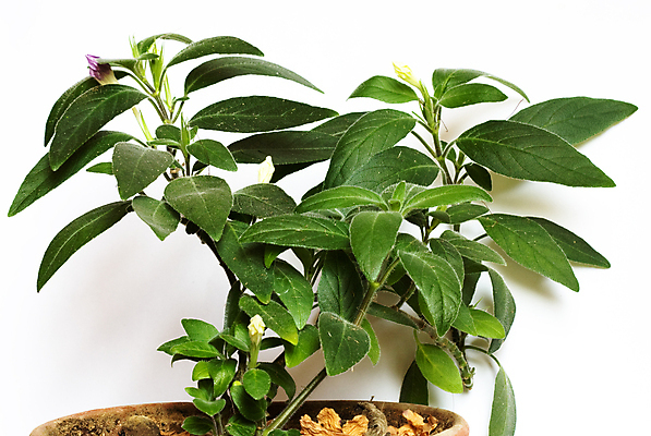 포토 JPG 해외이미지 식물 꽃잎 꽃 줄기 분홍색 백그라운드 자연 사람없음 초록색 정원 스파 봄 벚꽃 흰색 점 난초 우아함 싱글 호접란 고립 해외202004 해외포토 계절 컬러 컨셉 생태계 파일형식 이미지허브