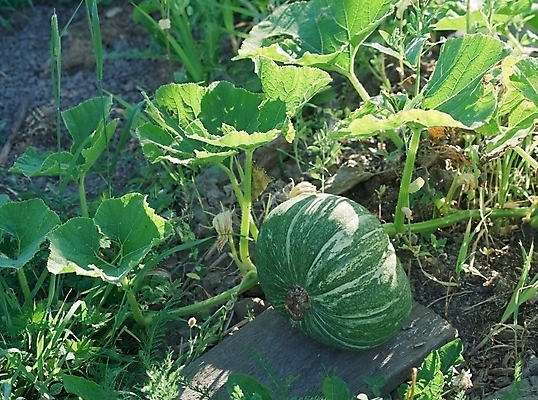 포토 JPG 해외이미지 식물 계절 문화 음식 백그라운드 잎 농업 채소 자연 호박 사람없음 초록색 농작물 신선 오브젝트 유기농 박 해외202004 해외포토 웰빙 산업 컬러 생태계 파일형식 이미지허브